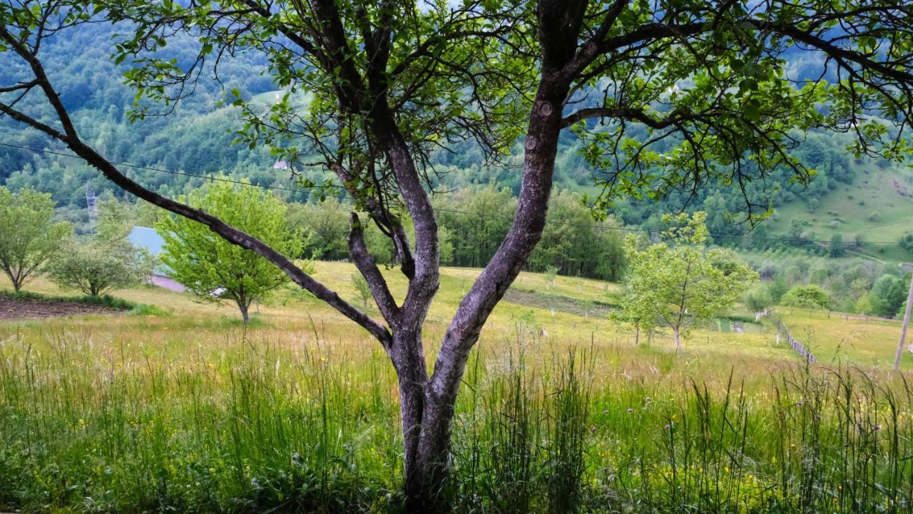 Fern Farm Eco Resort Mojkovac Luaran gambar